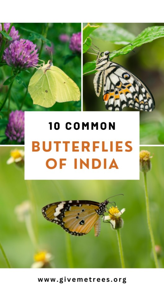 common butterflies of india