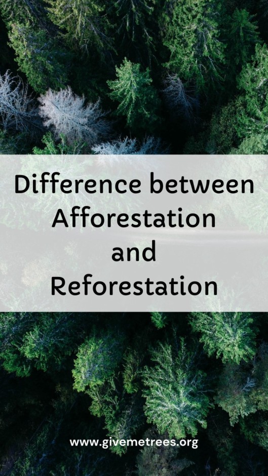 difference between afforestation and reforestation