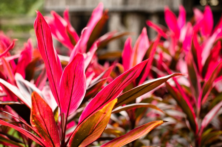 Red leafed plant - Ti Plant
