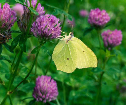 common grass yellow butterfly