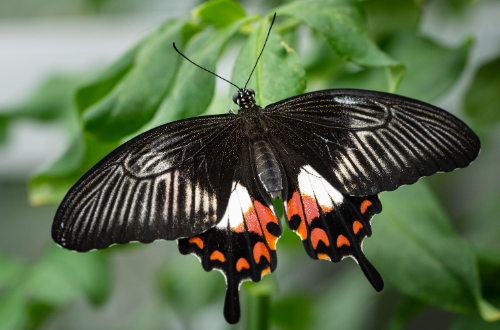 common mormon butterfly