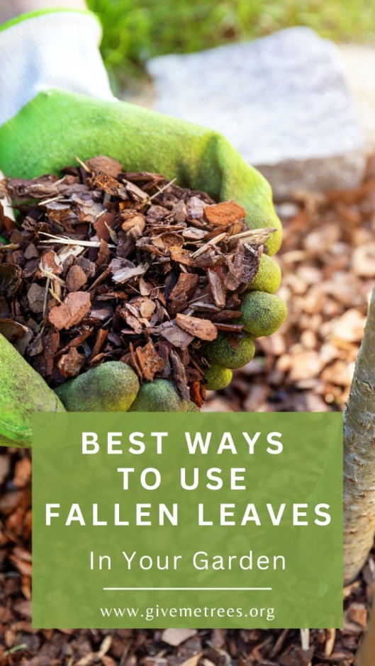 How to use fallen leaves in your garden